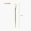 Calla Lily 6-pc Bouquet in White | Bloom