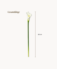 Calla Lily 6-pc Bouquet in White | Bloom