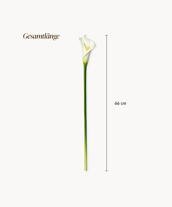 Calla Lily 6-pc Bouquet in White | Bloom