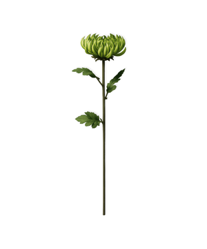Chrysanthemum in green | Bloom
