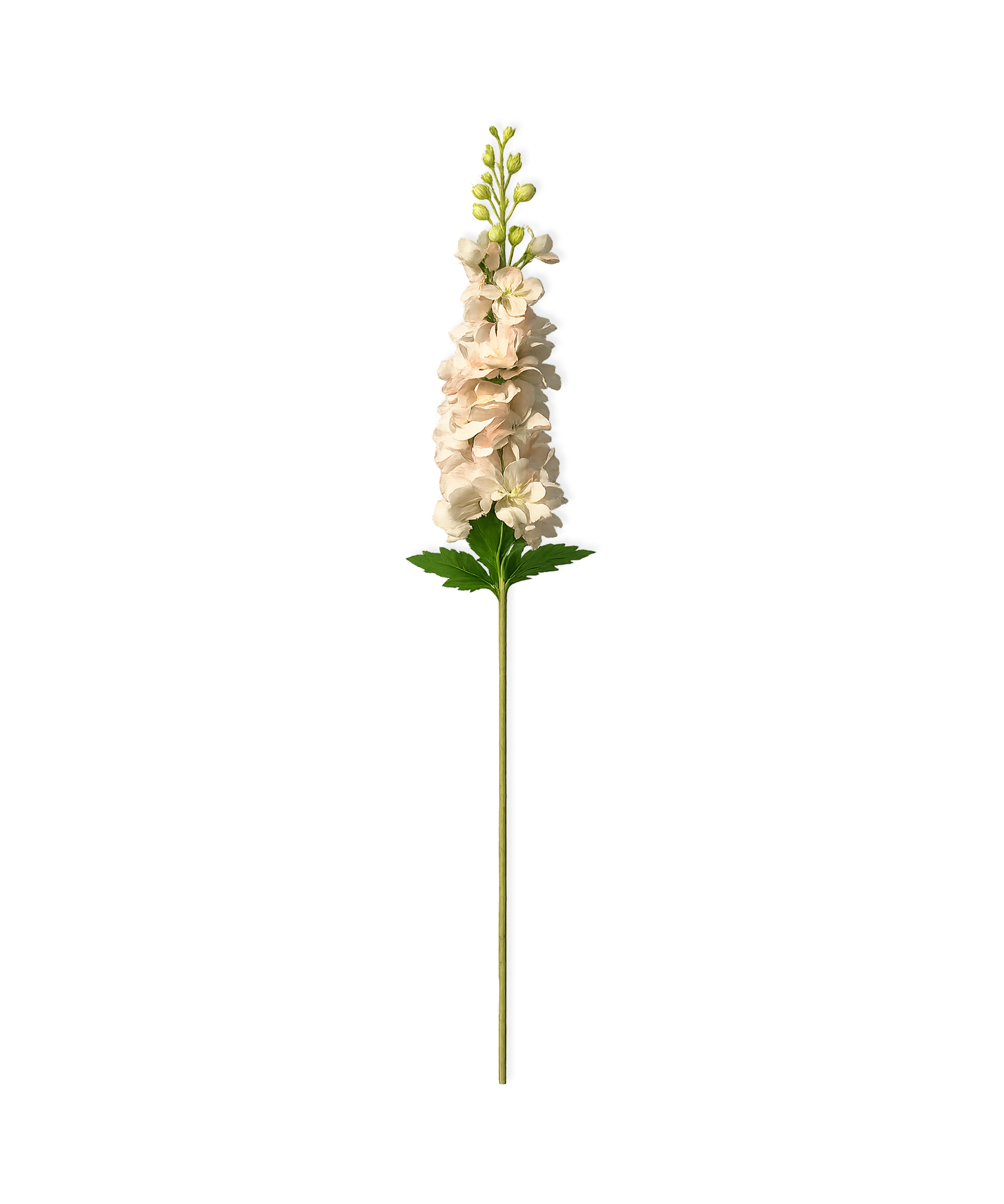 Stock in pink | Bloom