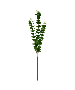 Large Eucalyptus in green | Bloom
