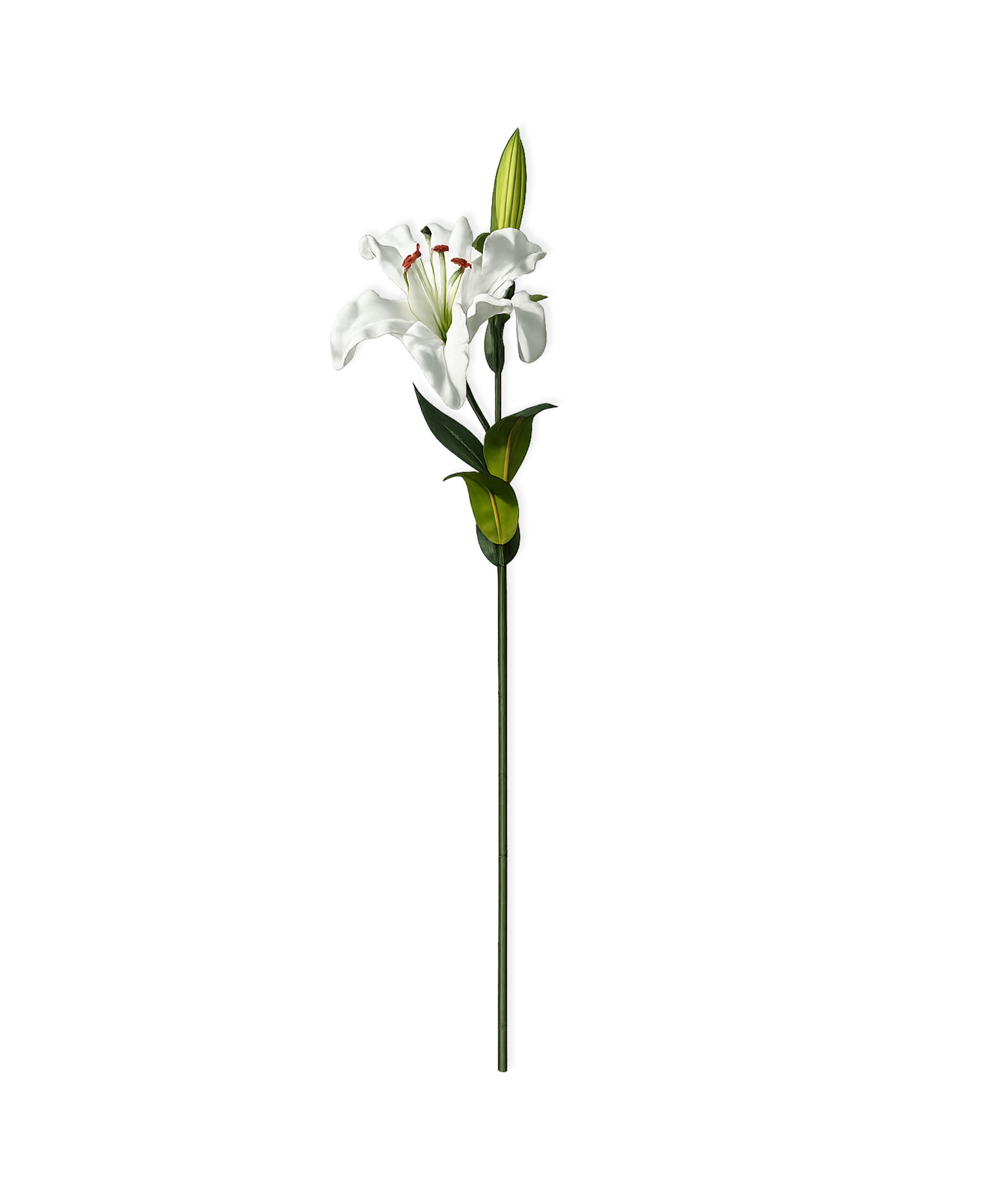 Lily opened in white | Bloom