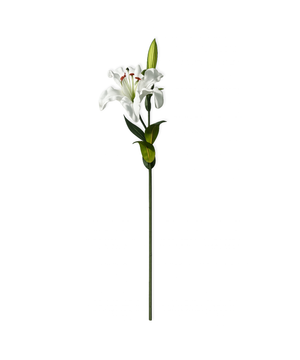 Lily opened in white | Bloom