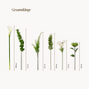 Calla Rising 15-Piece Bouquet in White & Green | Bloom