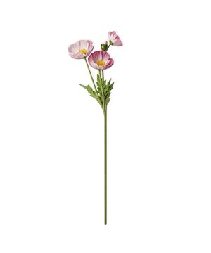 Poppy Flowers in Pink | Bloom