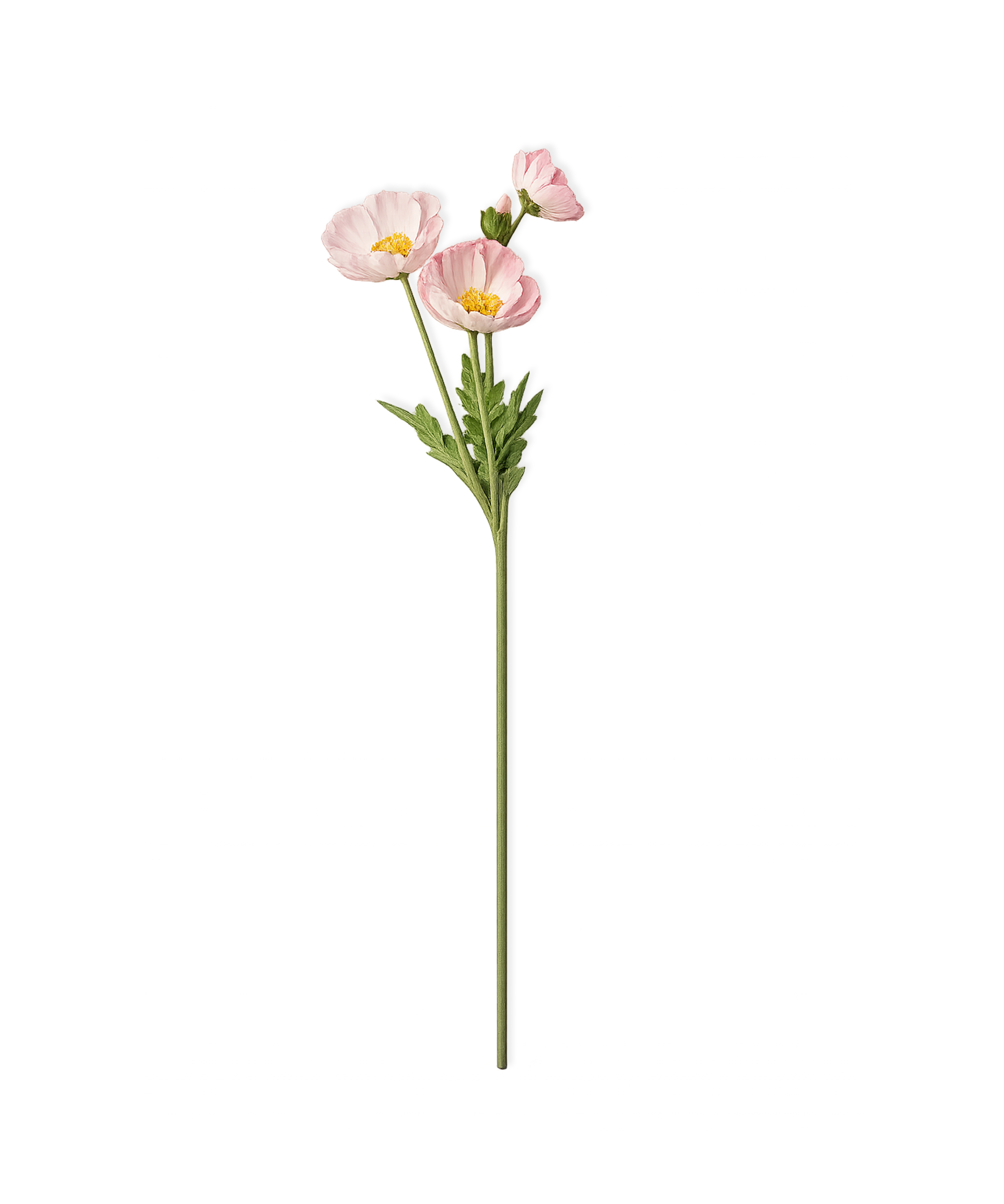 Pink Poppies | Bloom