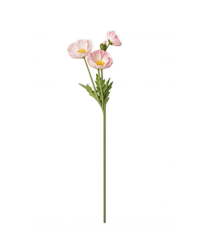 Pink Poppies | Bloom