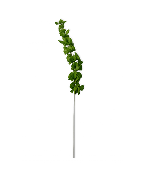 Shell Flower in Green | Bloom