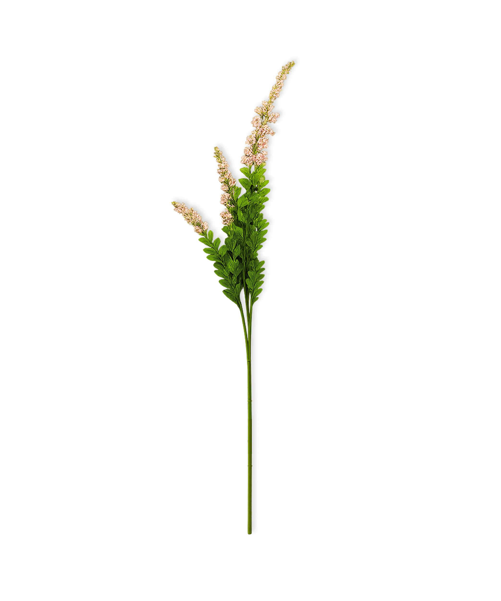 Sage Flower in Pink | Bloom